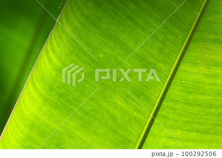 葉模様　自然の造形 100292506