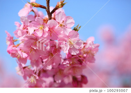 河津桜　満開 100293007