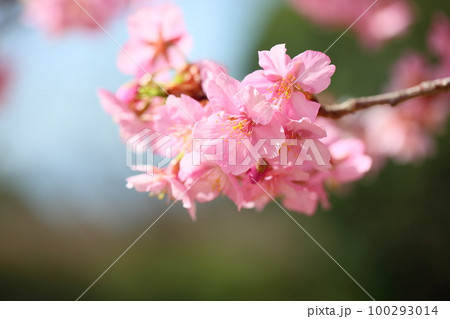 河津桜　満開 100293014