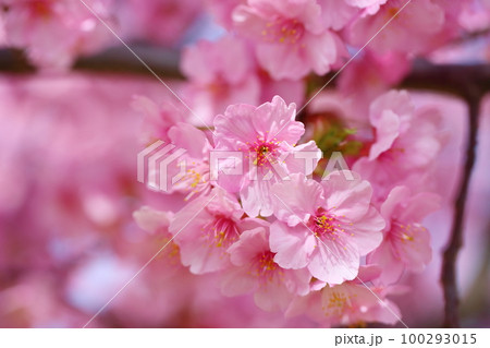 河津桜　満開 100293015