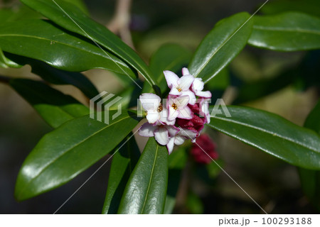 ジンチョウゲ 100293188