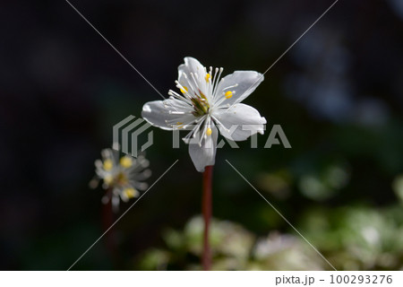 バイカオウレン バイカオウレン 100293276