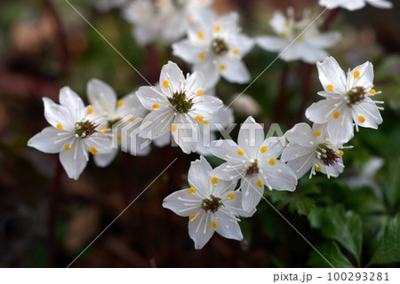 ヒュウガオウレン 100293281