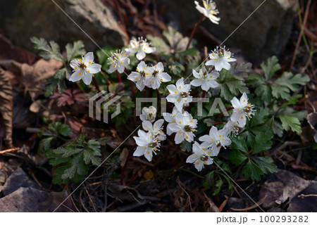 ヒュウガオウレン 100293282