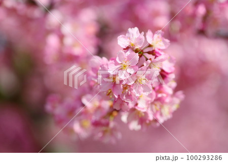 河津桜 満開 河津桜 満開 100293286