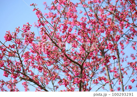 カンヒザクラの花 カンヒザクラの花 100293291