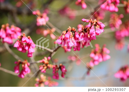 カンヒザクラの花 カンヒザクラの花 100293307
