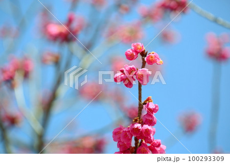 カンヒザクラの花 カンヒザクラの花 100293309