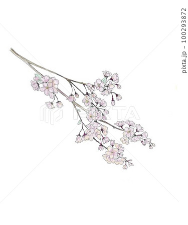 桜の枝 100293872