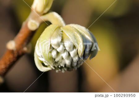 和紙の原料として有名なミツマタの冬芽、産毛が輝いているのクローズアップ・マクロ接写写真 和紙の原料として有名なミツマタの冬芽、産毛が輝いているのクローズアップ・マクロ接写写真 100293950