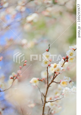 八重咲きの白梅【背景ボケ】【背景ぼかし】 100293977