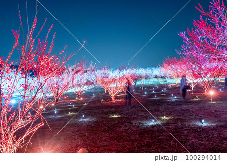 秋間梅林ライトアップ3 100294014