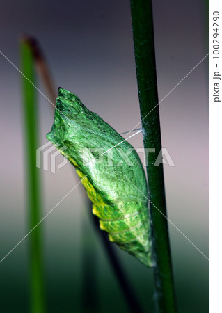緑と黄色のコントラストが美しいアゲハチョウの蛹。暗い背景でマクロレンズ使用・クローズアップ写真。 100294290