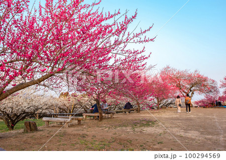 紅白梅林2 100294569