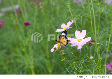 野に咲くコスモスの花から吸蜜するツマグロヒョウモン蝶を遠目に撮影した生態観察写真。 100294621