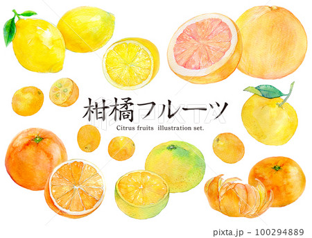 柑橘系　フルーツ　水彩イラスト 100294889