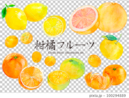 柑橘系　フルーツ　水彩イラスト 100294889