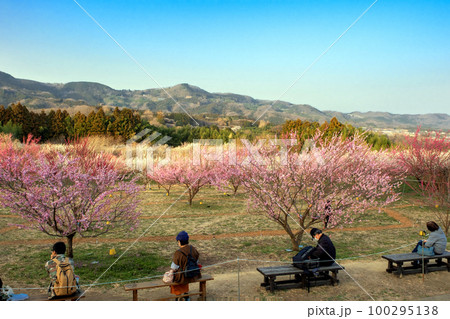 秋間梅林と山並み2 秋間梅林と山並み2 100295138