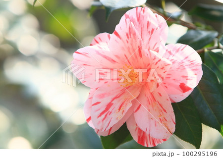 大輪の椿 ツバキの花 大輪の椿 ツバキの花 100295196