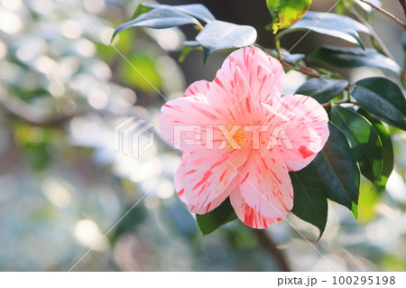 大輪の椿 ツバキの花 大輪の椿 ツバキの花 100295198