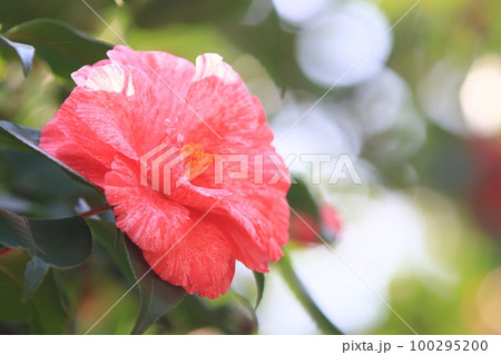 大輪の椿　ツバキの花 100295200