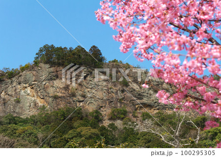 遠見山と早咲き桜 岐阜県川辺町 遠見山と早咲き桜 岐阜県川辺町 100295305