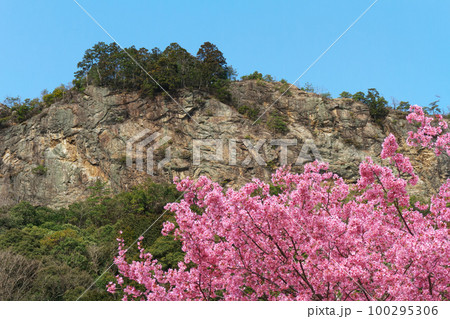 遠見山と早咲き桜　岐阜県川辺町 100295306