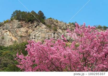 遠見山と早咲き桜　岐阜県川辺町 100295307
