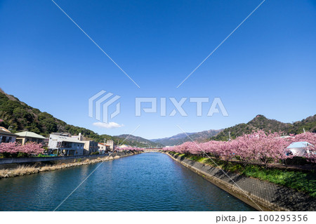 津桜　2023 静岡県　河津町 100295356