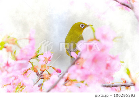 ピンク色の河津桜とメジロ 100295592