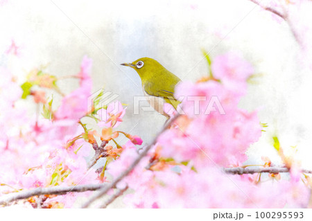 ピンク色の河津桜とメジロ 100295593