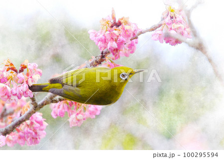 ピンク色の河津桜とメジロ 100295594