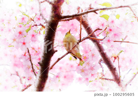 ピンク色の河津桜とメジロ 100295605