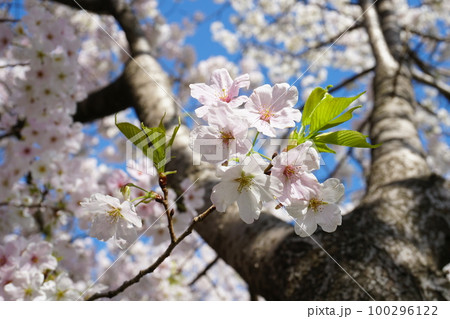青空を背景に咲くオオシマザクラの花と青葉 100296122