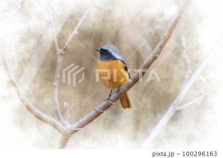 渡り鳥のジョウビタキ オス 渡り鳥のジョウビタキ オス 100296163