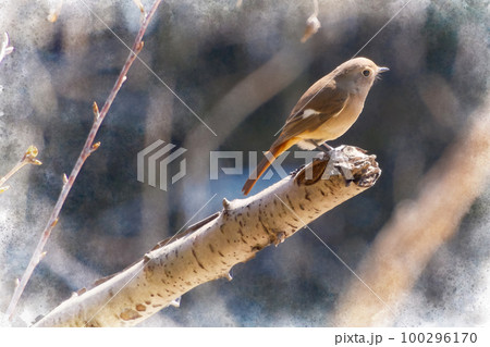 渡り鳥のジョウビタキ　メス 100296170