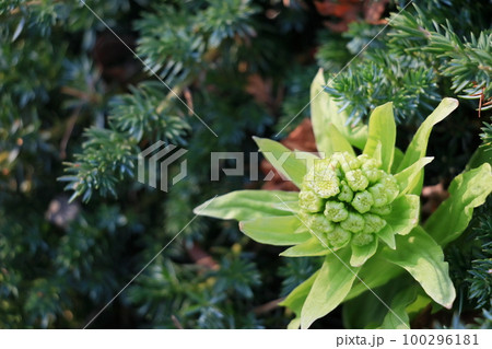 フキノトウ　蕗の薹　ふきのとう　蕗　山菜 100296181