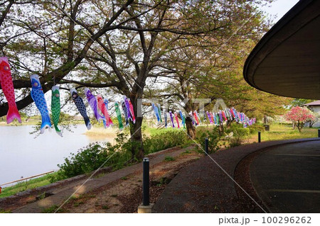 つつじが岡公園　総合公園　城沼　桜　こいのぼり 100296262