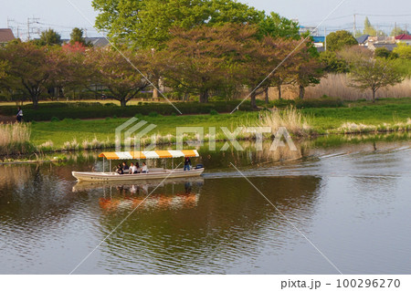 つつじが岡公園 総合公園 城沼 花ハス 遊覧船 つつじが岡公園 総合公園 城沼 花ハス 遊覧船 100296270
