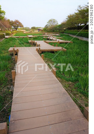 館林花菖蒲園 館林つつじが岡第二公園 ハナショウブ 花菖蒲総合公園 館林花菖蒲園 館林つつじが岡第二公園 ハナショウブ 花菖蒲総合公園 100296280