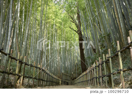 竹林の木洩れ陽　小路 100296710