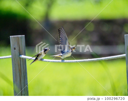 夏の東三河でツバメと出会った 夏の東三河でツバメと出会った 100296720