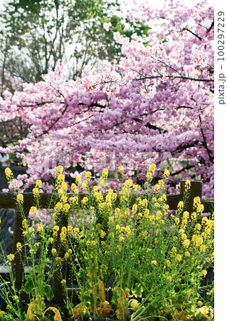 京都 淀水路の河津桜と菜の花 京都 淀水路の河津桜と菜の花 100297229