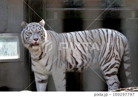 ホワイトタイガー 100297797