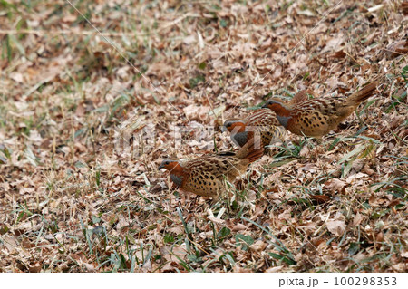 落ち葉の上を移動する3羽のコジュケイ 100298353