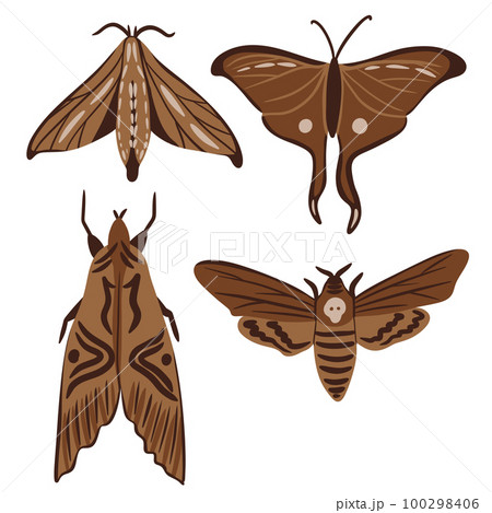 Hand drawn illustration of butterfly moth insect in beige brown colors. Nature species arthropod, minimalist style, earth tone drawing, garden forest animal, trendy decor element, neutral faded print. Hand drawn illustration of butterfly moth insect in beige brown colors. Nature species arthropod, minimalist style, earth tone drawing, garden forest animal, trendy decor element, neutral faded print. 100298406