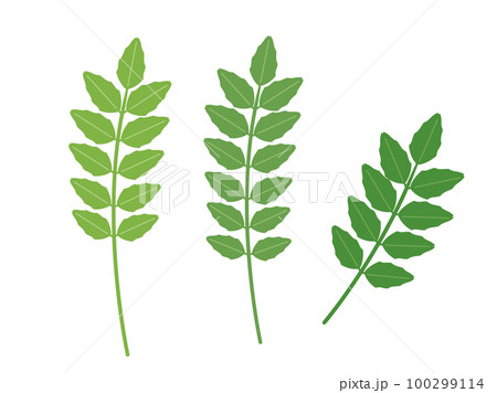 山椒の葉をイメージしたイラスト 山椒の葉をイメージしたイラスト 100299114