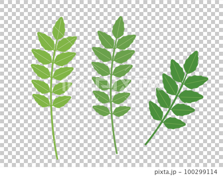 An illustration inspired by Japanese pepper leaves 100299114