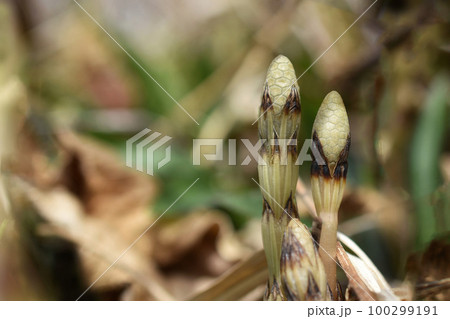 春のつくし 100299191