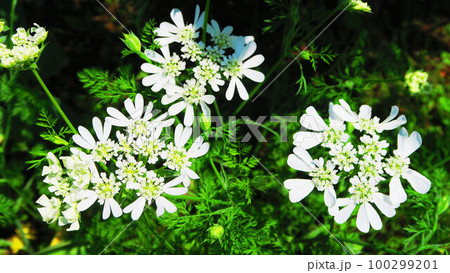 オルラヤ（オルレア）の花のある風景 100299201